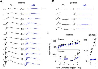 A mouse model of cone photoreceptor function loss (cpfl9) with degeneration due to a mutation in Gucy2e